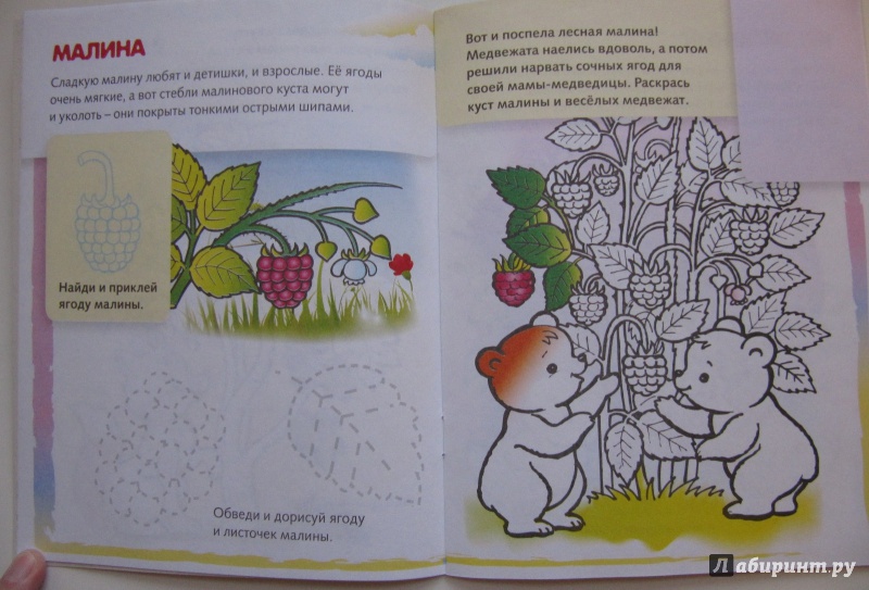 Иллюстрация 15 из 22 для Ягоды | Лабиринт - книги. Источник: Чернова  Анастасия Юрьевна