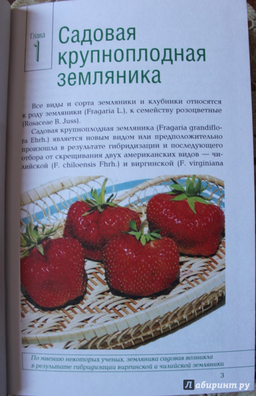 Иллюстрация 8 из 16 для Вкусные ягоды в вашем саду - Рассоха, Купличенко | Лабиринт - книги. Источник: Катерина