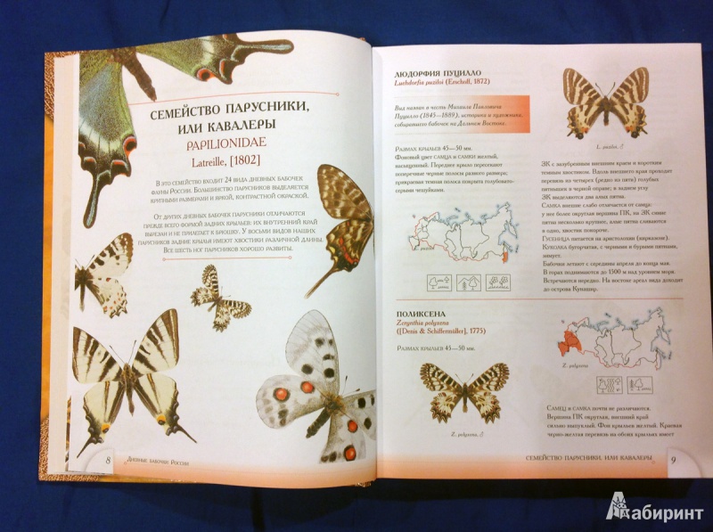 Иллюстрация 28 из 53 для Определитель бабочек России. Дневные бабочки - Сочивко, Каабак | Лабиринт - книги. Источник: photo_grafo