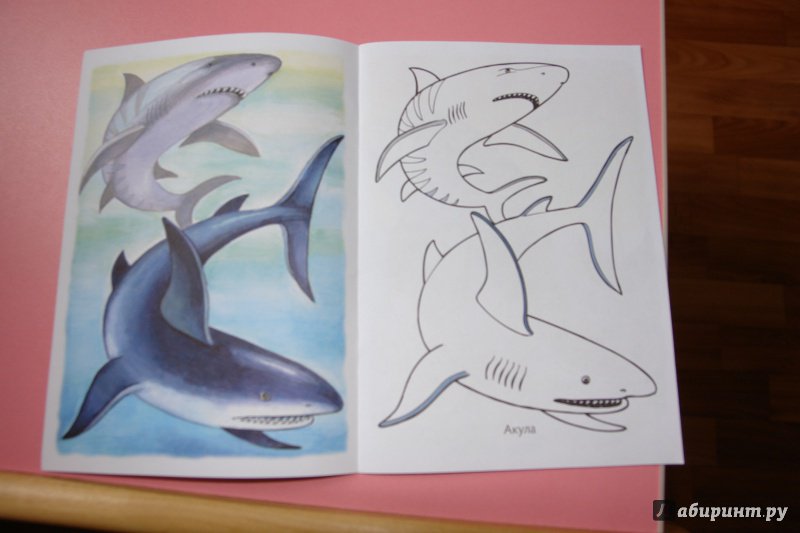 Иллюстрация 12 из 33 для Раскраска Жители морей | Лабиринт - книги. Источник: Маргарита