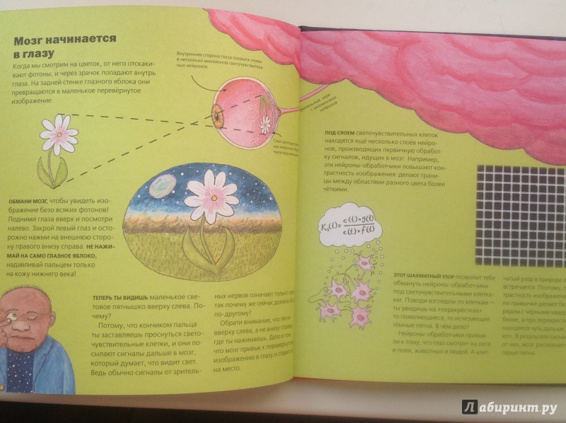 Иллюстрация 9 из 21 для Всё о мозге для детей в рассказах и картинках - Юнатан Линдстрём | Лабиринт - книги. Источник: Mishany@