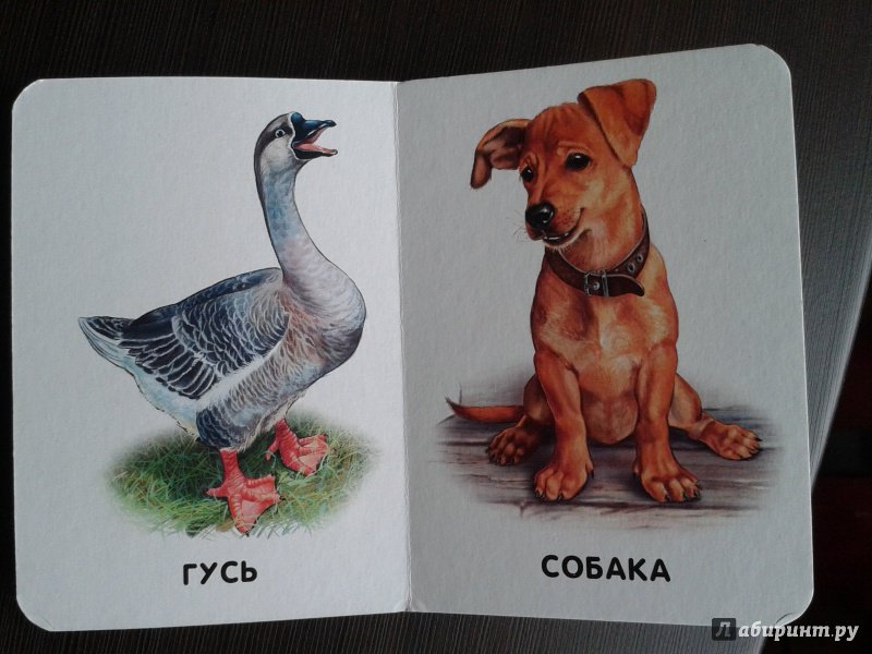 Иллюстрация 13 из 29 для Домашние животные | Лабиринт - книги. Источник: Киреичева  Любовь Михайловна