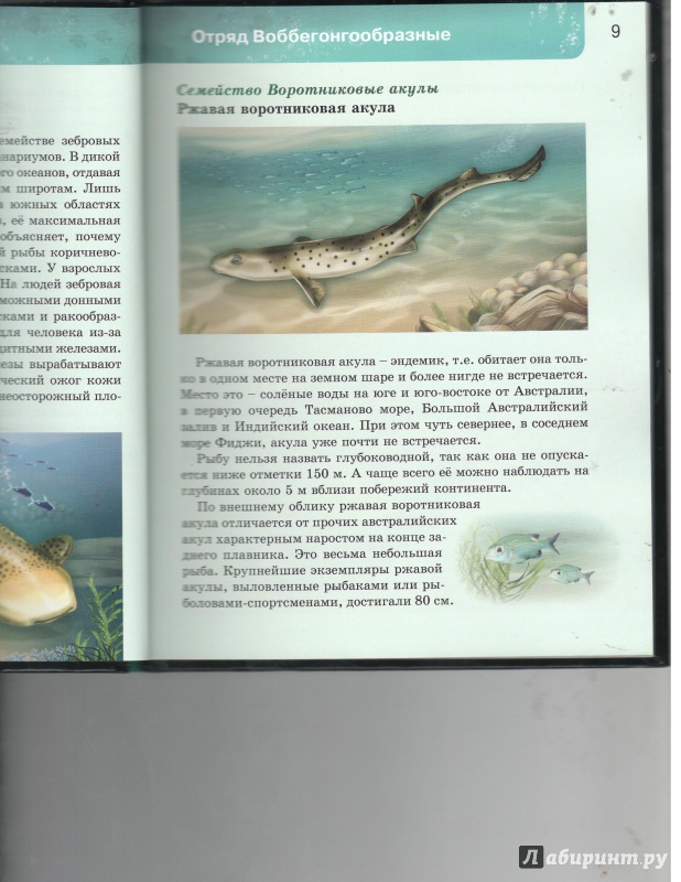 Иллюстрация 25 из 37 для Акулы | Лабиринт - книги. Источник: Никед