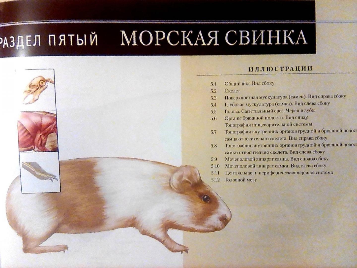 Иллюстрация 11 из 15 для Атлас анатомии мелких домашних животных - Маккракен, Кайнер | Лабиринт - книги. Источник: Irina