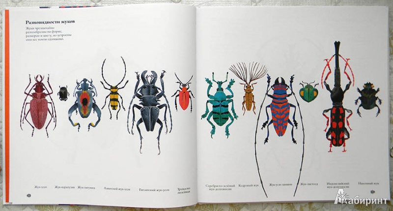 Иллюстрация 12 из 43 для В мире жуков. Интересные факты о животных - Стив Дженкинс | Лабиринт - книги. Источник: Раскова  Юлия