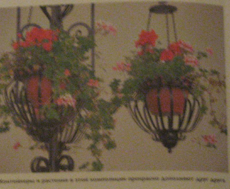 Иллюстрация 18 из 21 для Контейнерные растения - Елена Колесникова | Лабиринт - книги. Источник: Флоренция