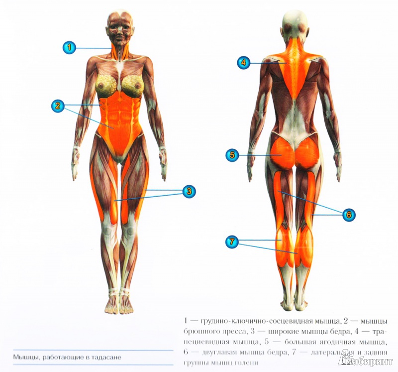 Иллюстрация 12 из 12 для Йога-анатомия. Как работают асаны для здоровья и стройности тела - Фомин, Громаковская | Лабиринт - книги. Источник: Татьяна Ч