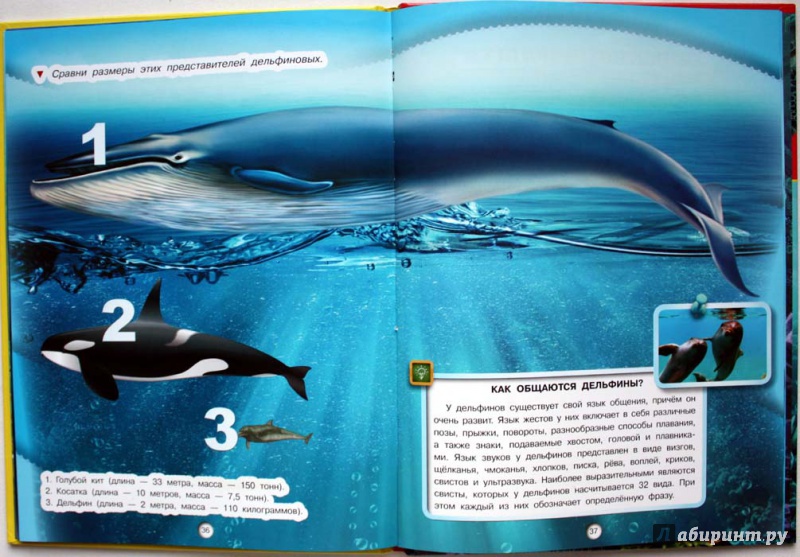 Иллюстрация 2 из 6 для Подводный мир - Дмитрий Кошевар | Лабиринт - книги. Источник: Сидоренко  Сергей