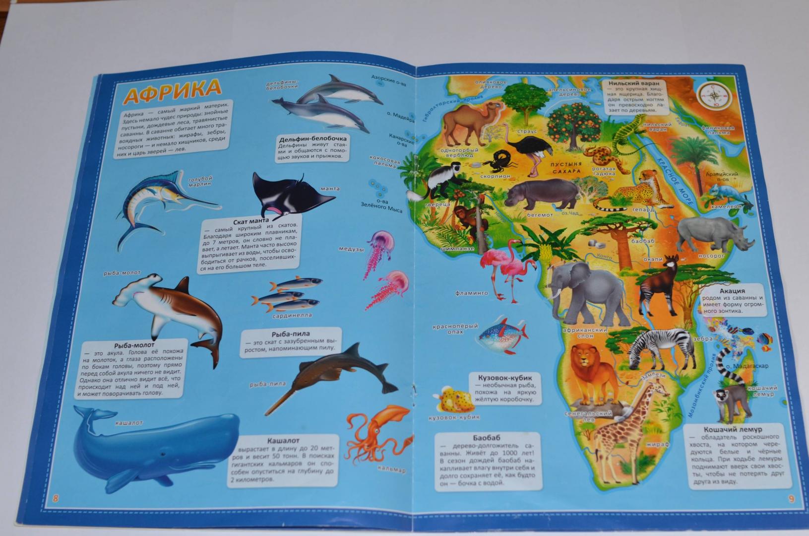 Иллюстрация 13 из 16 для Атлас Мира с наклейками. Животные и растения | Лабиринт - книги. Источник: Anvlan