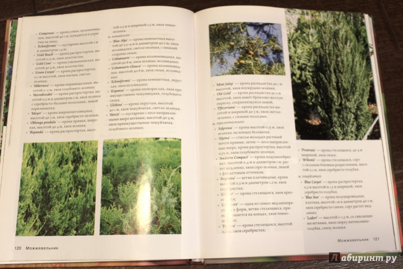 Иллюстрация 5 из 33 для Современное декоративное садоводство. Деревья и кустарники (+CD) | Лабиринт - книги. Источник: fionna_cake