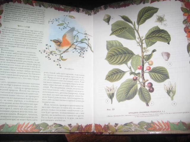 Иллюстрация 30 из 33 для Беседы о русском лесе - Дмитрий Кайгородов | Лабиринт - книги. Источник: ТОЧКА