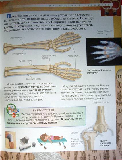 Иллюстрация 2 из 19 для Анатомия человека - Александр Мирер | Лабиринт - книги. Источник: OOlga