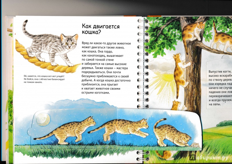 Иллюстрация 22 из 32 для Кошки - Патрисия Меннен | Лабиринт - книги. Источник: Террил