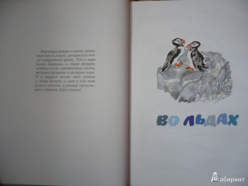 Иллюстрация 20 из 52 для С севера на юг - Николай Сладков | Лабиринт - книги. Источник: angela_kvitka