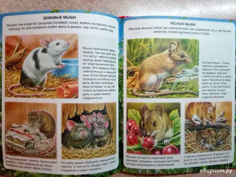 Иллюстрация 27 из 28 для Самые маленькие животные - Эмили Бомон | Лабиринт - книги. Источник: kn