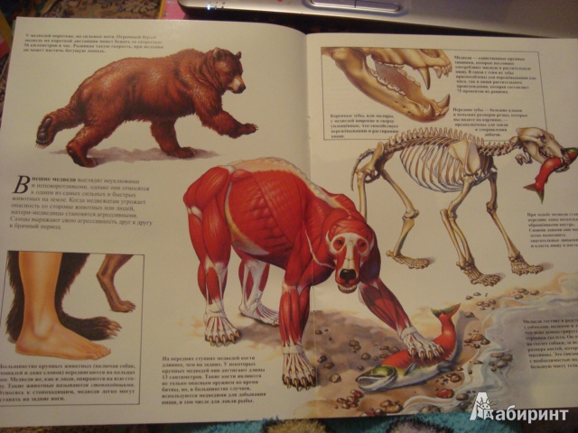 Иллюстрация 2 из 9 для Медведи - Джон Веско | Лабиринт - книги. Источник: Мама, просто мама