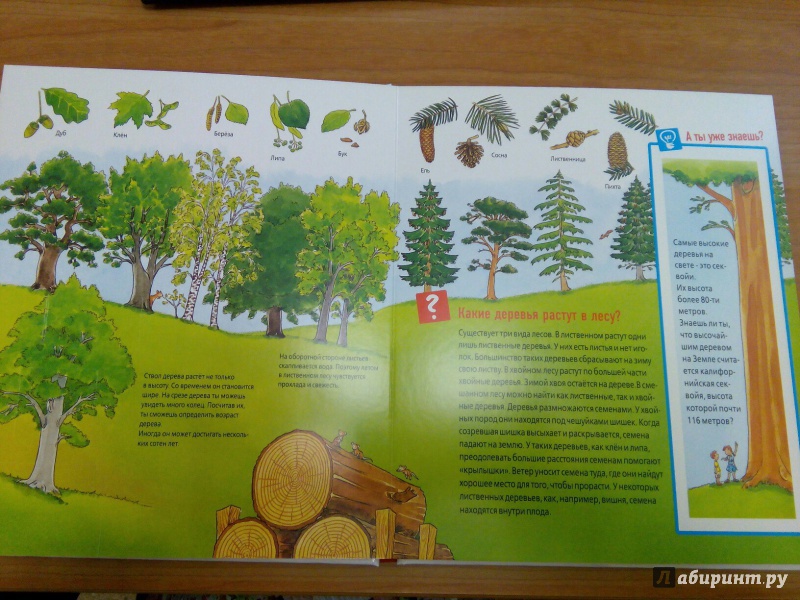 Иллюстрация 7 из 53 для Животные в лесу - Штаубер, Германн | Лабиринт - книги. Источник: Сажина  Александра Андреевна