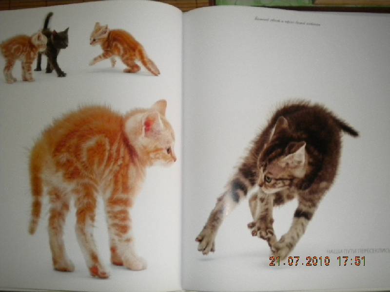 Иллюстрация 16 из 30 для Жизнь кошек - Джейн Бартон | Лабиринт - книги. Источник: Девушка с кошкой