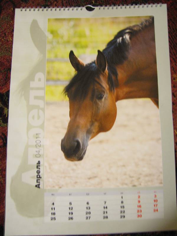 Иллюстрация 6 из 12 для Календарь 2011. "Лошади: быстрее ветра" | Лабиринт - сувениры. Источник: S&amp;S