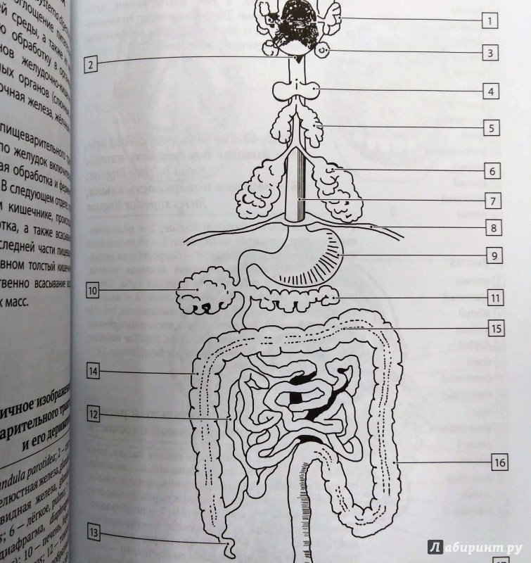Иллюстрация 22 из 62 для Анатомия человека. Компактный атлас-раскраска -  Юрий Боянович | Лабиринт - книги. Источник: