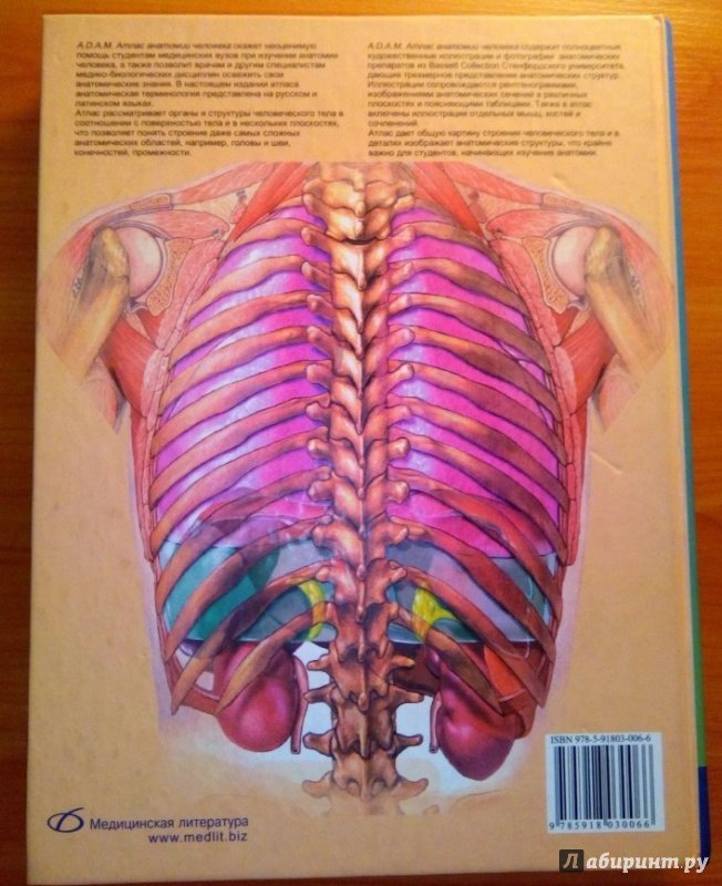 Иллюстрация 22 из 22 для A.D.A.M. Атлас анатомии человека - Олсон, Павлина | Лабиринт - книги. Источник: Космос