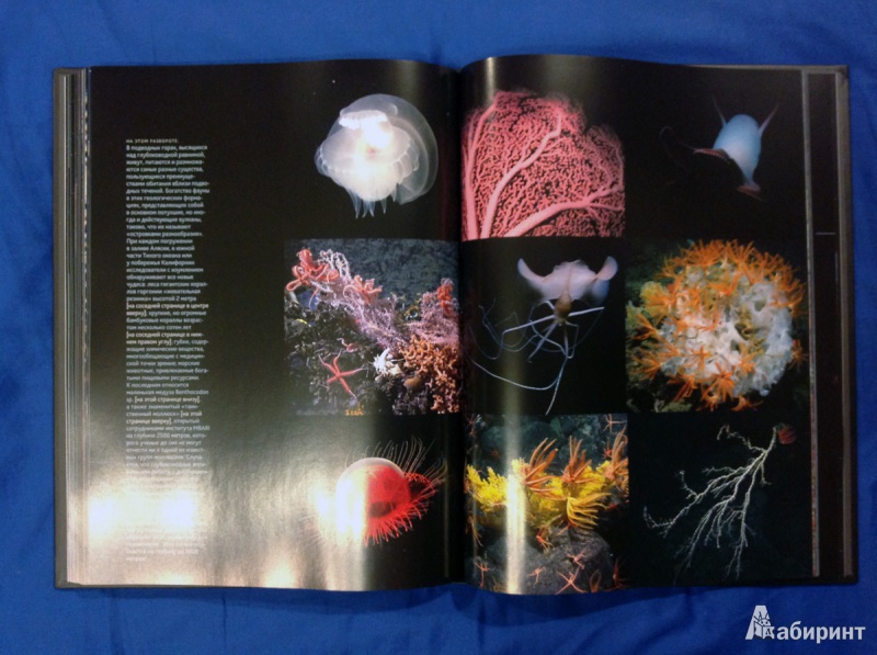 Иллюстрация 23 из 31 для Глубина. Таинственный мир океанских пучин - Клер Нувиан | Лабиринт - книги. Источник: photo_grafo