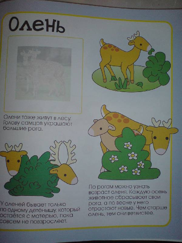 Иллюстрация 7 из 10 для Наклеивай, раскрашивай, учись! Лесные животные | Лабиринт - книги. Источник: Настёна