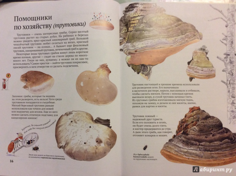 Иллюстрация 8 из 35 для Софи в мире грибов - Стефан Каста | Лабиринт - книги. Источник: Малинина  Анна Леонидовна