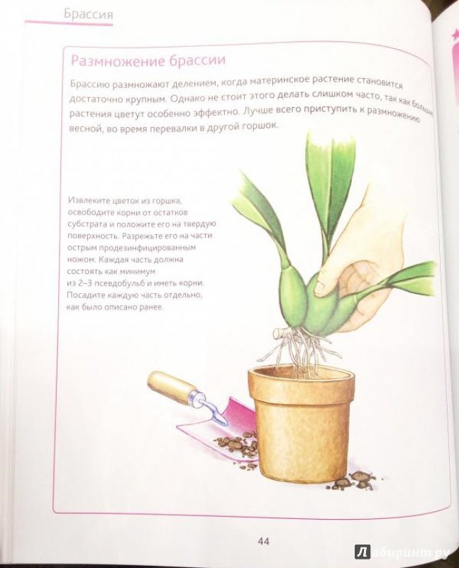 Иллюстрация 44 из 50 для Орхидеи. Подробное иллюстрированное руководство - Россин Лепаж | Лабиринт - книги. Источник: Книголюб!