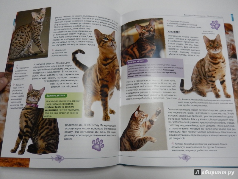 Иллюстрация 7 из 15 для Кошки. Полная иллюстрированная энциклопедия | Лабиринт - книги. Источник: dbyyb
