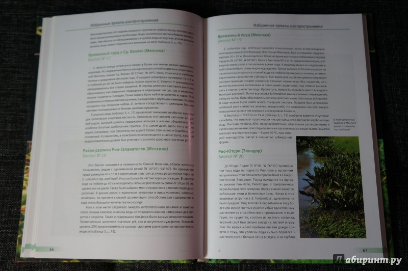 Иллюстрация 5 из 6 для Эхинодорус. Самое популярное аквариумное растение - Кристель Кассельман | Лабиринт - книги. Источник: Ива Монтекки
