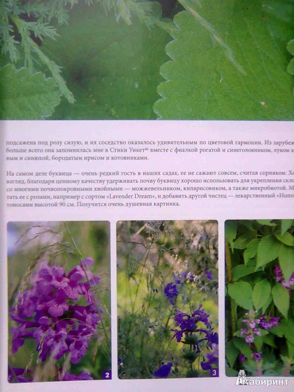 Иллюстрация 9 из 10 для 100 растений для вашего сада - Татьяна Койсман | Лабиринт - книги. Источник: Салус