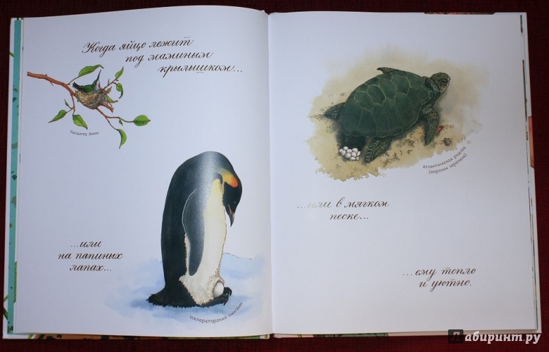Иллюстрация 38 из 92 для Яйцо любит тишину - Дианна Астон | Лабиринт - книги. Источник: КНИЖНОЕ ДЕТСТВО