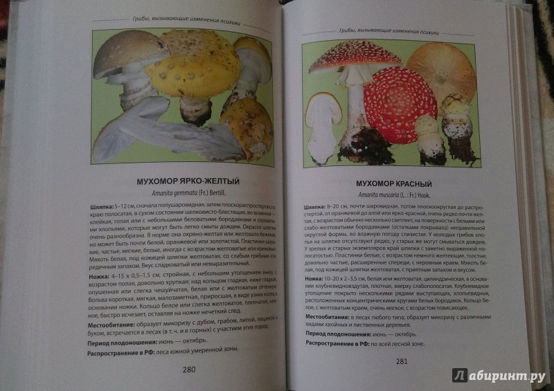Иллюстрация 5 из 27 для Ядовитые грибы России - Михаил Вишневский | Лабиринт - книги. Источник: Попов  Андрей