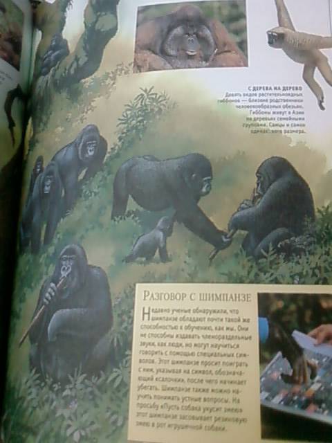 Иллюстрация 31 из 32 для Млекопитающие. Иллюстрированная энциклопедия | Лабиринт - книги. Источник: lettrice