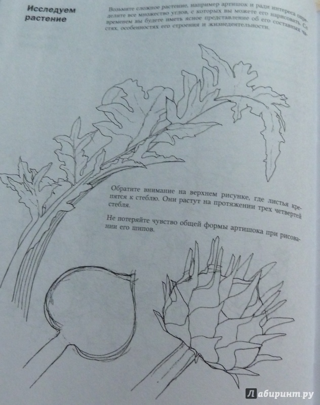 Иллюстрация 10 из 10 для Учитесь рисовать цветы и растения - Мэри Сеймур | Лабиринт - книги. Источник: Лабиринт