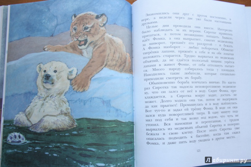 Иллюстрация 27 из 43 для Фомка - белый медвежонок - Вера Чаплина | Лабиринт - книги. Источник: Маслова  Анна