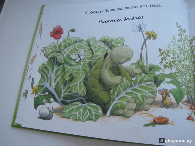 Путь черепахи книга. Л черепахах книги. Как заяц и черепаха книжку читали. Черепаха иллюстрация из книги. Книжка про черепаху черри.