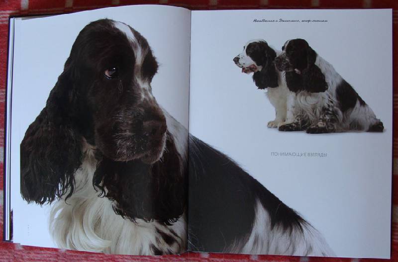 Иллюстрация 32 из 37 для Жизнь собак - Громис ди Трана Катерина | Лабиринт - книги. Источник: ЛиС-а