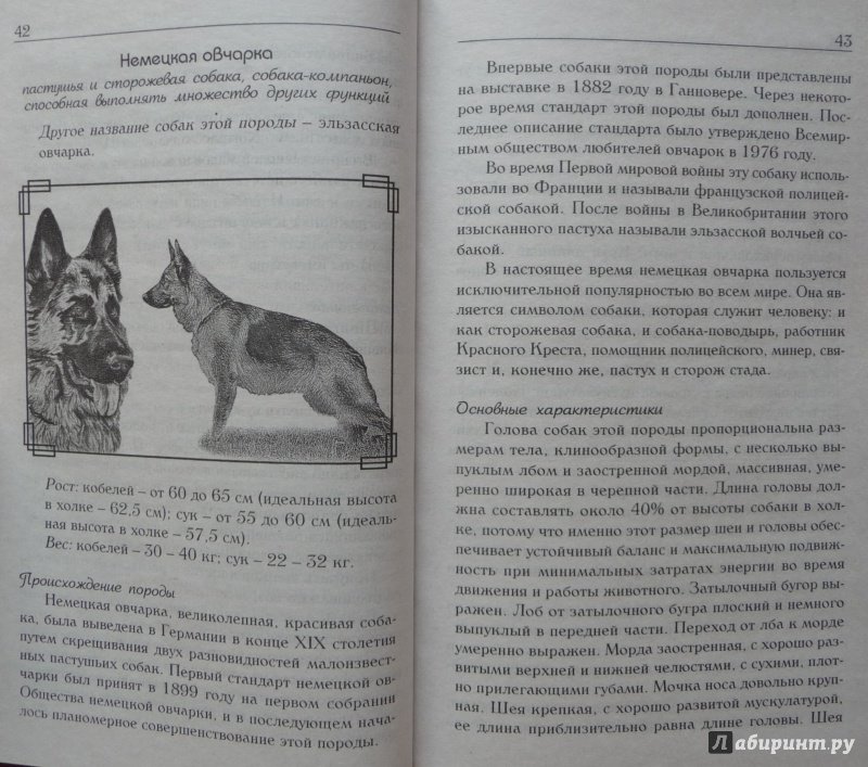 Иллюстрация 24 из 29 для Знакомьтесь, это ваша собака! | Лабиринт - книги. Источник: SiB