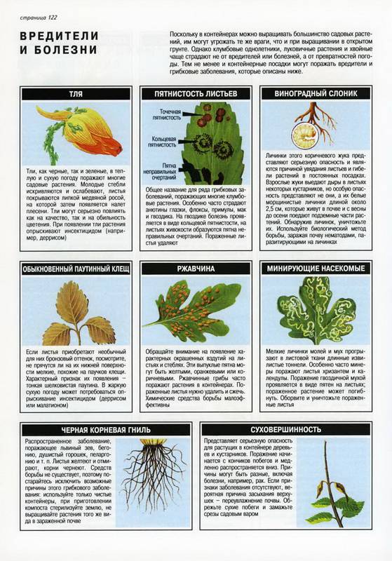 Иллюстрация 33 из 33 для Все о контейнерных растениях - Дэвид Хессайон | Лабиринт - книги. Источник: Ялина