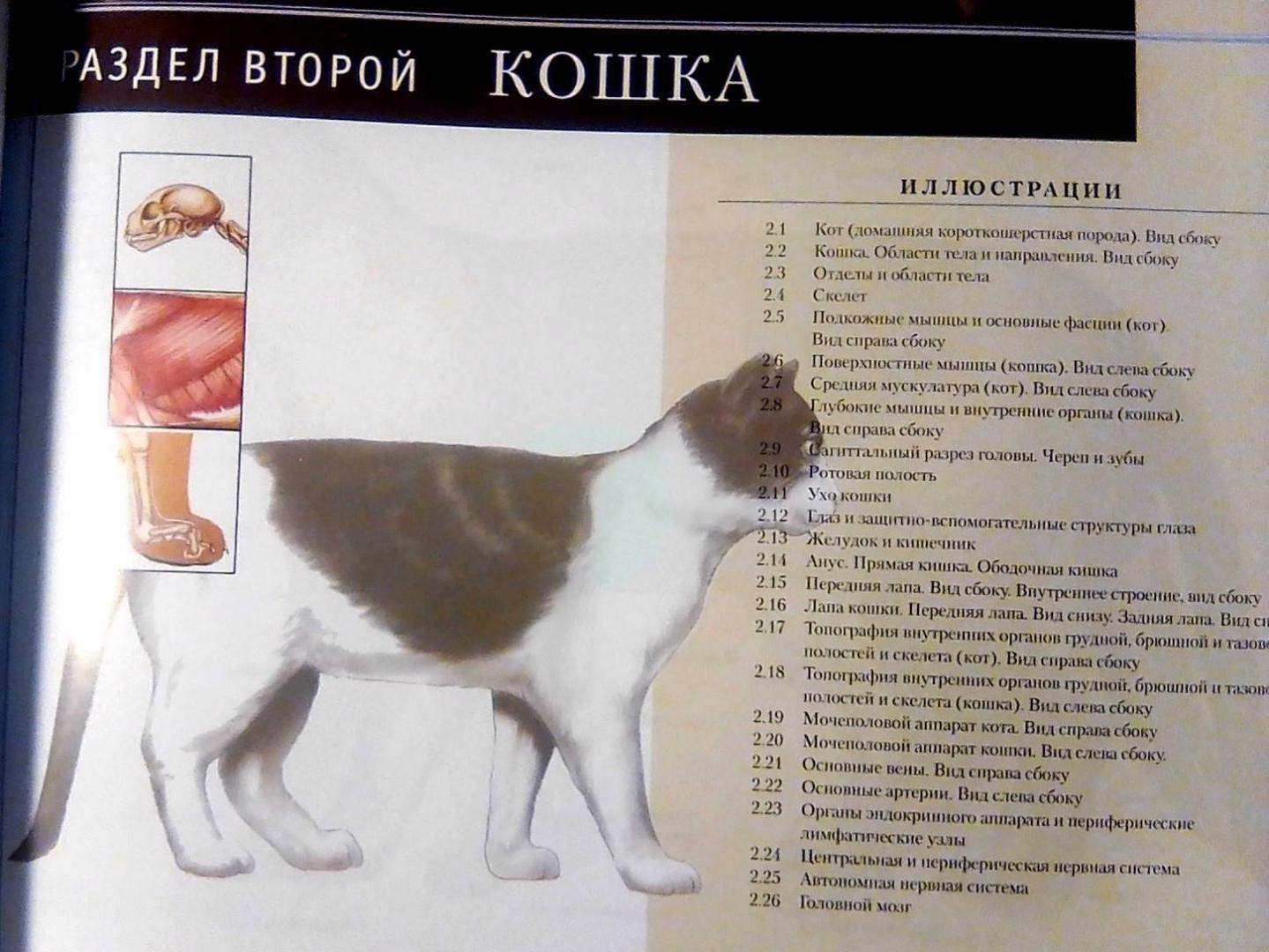 Иллюстрация 9 из 15 для Атлас анатомии мелких домашних животных - Маккракен, Кайнер | Лабиринт - книги. Источник: Irina