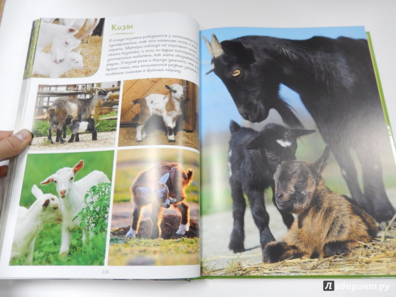 Иллюстрация 5 из 9 для Моя большая книга о детенышах животных. 1000 фотографий | Лабиринт - книги. Источник: dbyyb