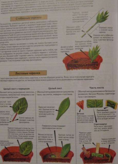 Иллюстрация 8 из 19 для Все о комнатных растениях - Дэвид Хессайон | Лабиринт - книги. Источник: ixora