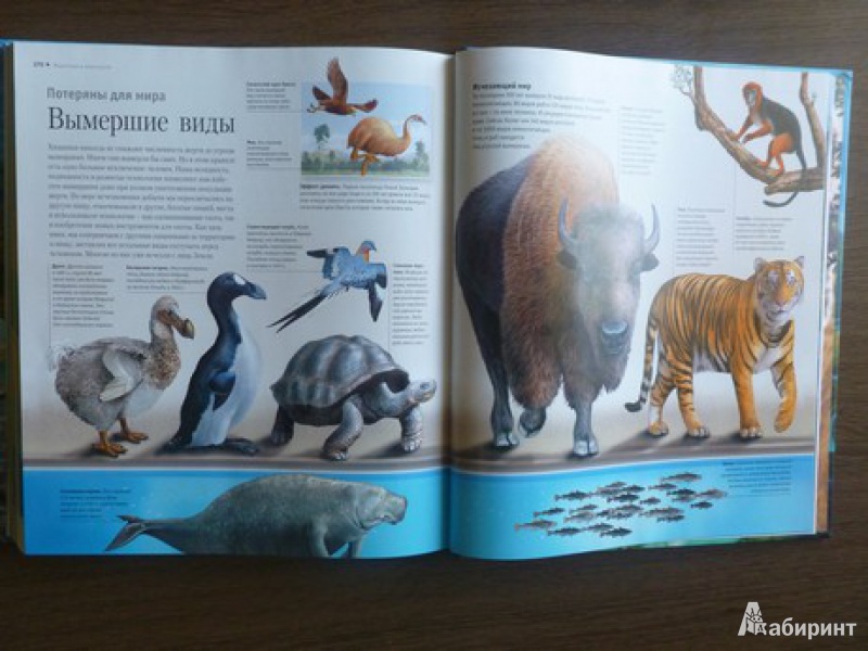 Иллюстрация 8 из 34 для Суперэнциклопедия животных - Вогт, Лонг, Лампкин | Лабиринт - книги. Источник: дева