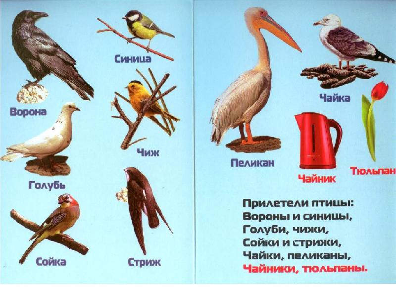 Иллюстрация 2 из 3 для Прилетели птицы - Инна Барская | Лабиринт - книги. Источник: Zhanna