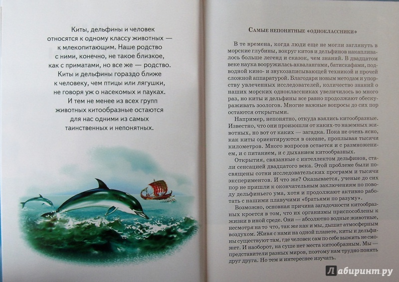 Иллюстрация 4 из 21 для Дельфины и киты - Юлия Дунаева | Лабиринт - книги. Источник: Соловьев  Владимир