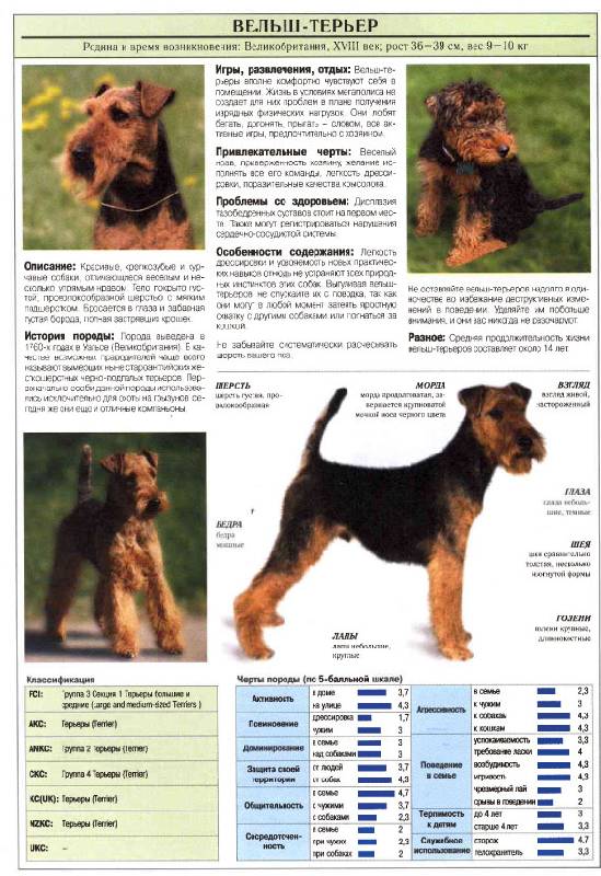Иллюстрация 4 из 12 для Все о самых популярных породах собак - Джульетта Мей | Лабиринт - книги. Источник: Кнопа2