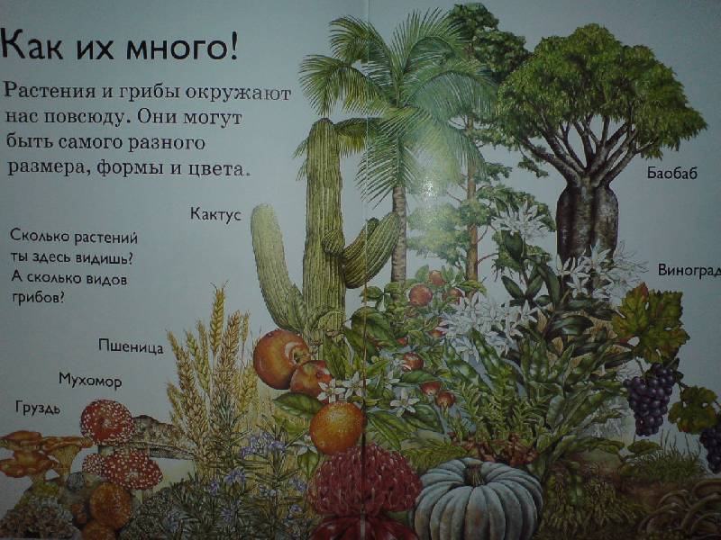 Иллюстрация 6 из 14 для Растения и грибы - Дениз Райан | Лабиринт - книги. Источник: Настёна