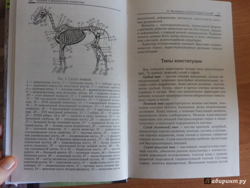 Иллюстрация 2 из 16 для Лошадь в фермерском хозяйстве - Мирось, Ткачева | Лабиринт - книги. Источник: товарищ маузер